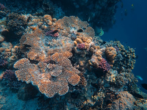 A vibrant underwater scene featuring various coral formations with intricate textures and colors. Small fish swim among the corals, enhancing the diversity of marine life present. The background is a deep blue, highlighting the contrast with the colorful reef.