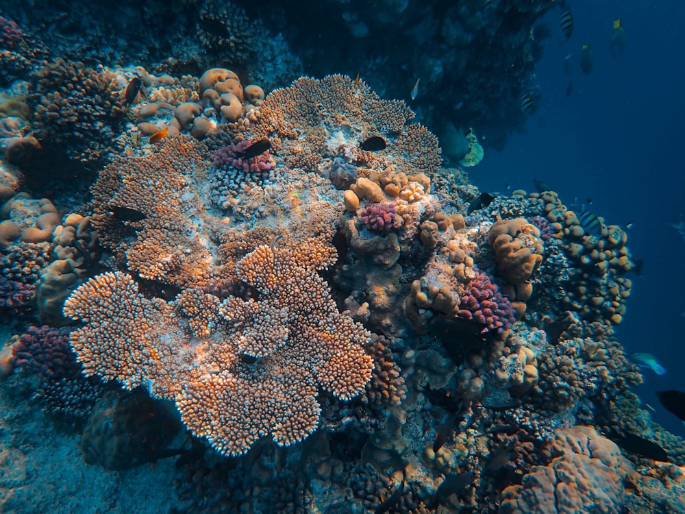 a group of fish swimming around a coral reef
