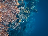 Vibrant coral reef teeming with marine life, featuring diverse and colorful corals alongside a few fish swimming amongst them. The surrounding water is a deep blue, creating a serene underwater scene.