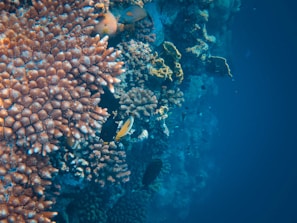 Vibrant coral reef teeming with marine life, featuring diverse and colorful corals alongside a few fish swimming amongst them. The surrounding water is a deep blue, creating a serene underwater scene.