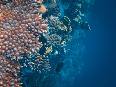 Vibrant coral reef teeming with marine life, featuring diverse and colorful corals alongside a few fish swimming amongst them. The surrounding water is a deep blue, creating a serene underwater scene.