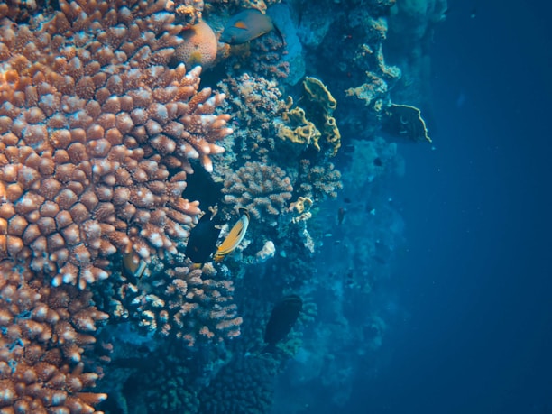 Close-up of colorful coral reef teeming with tropical fish near Lanzarote coastline.