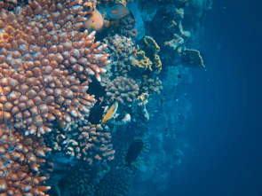 Close-up of coral reef with vibrant marine life in African waters.