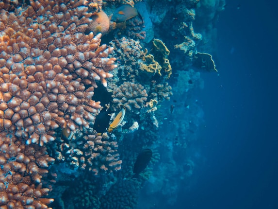 Vibrant coral reef teeming with marine life, featuring diverse and colorful corals alongside a few fish swimming amongst them. The surrounding water is a deep blue, creating a serene underwater scene.