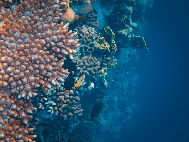 Vibrant coral reef teeming with marine life, featuring diverse and colorful corals alongside a few fish swimming amongst them. The surrounding water is a deep blue, creating a serene underwater scene.