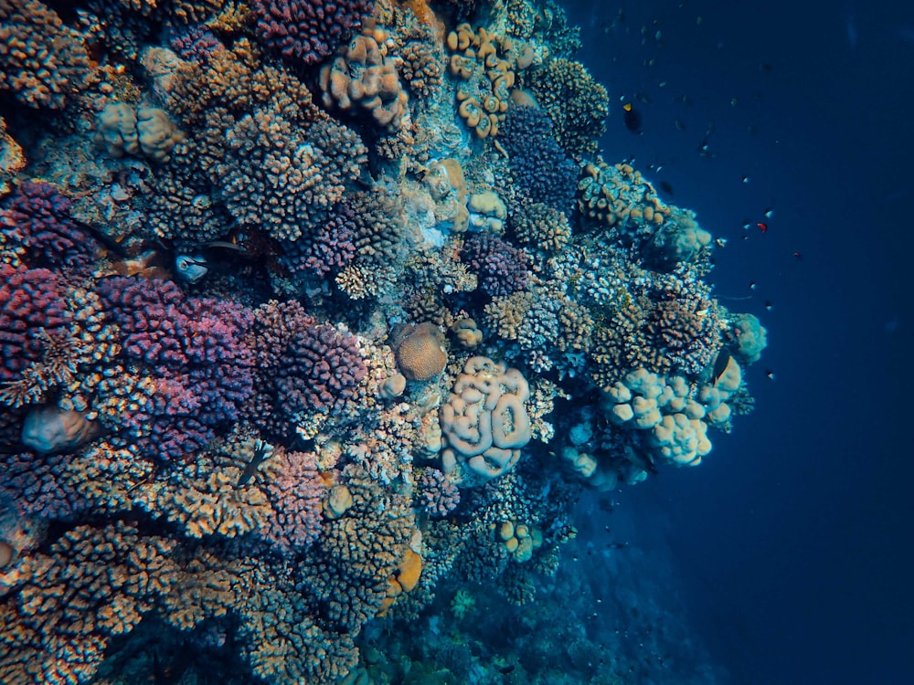 a large group of corals on the ocean floor