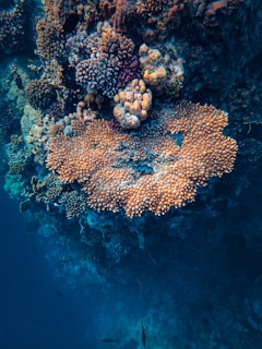 A vibrant underwater coral reef features various species of coral with different textures and colors. The scene includes branching corals in shades of orange and pink, surrounded by darker blue water, giving a glimpse of marine life.