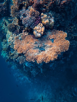 A vibrant coral reef showing bleaching effects under unusually warm ocean water.