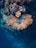 A vibrant underwater coral reef features various species of coral with different textures and colors. The scene includes branching corals in shades of orange and pink, surrounded by darker blue water, giving a glimpse of marine life.