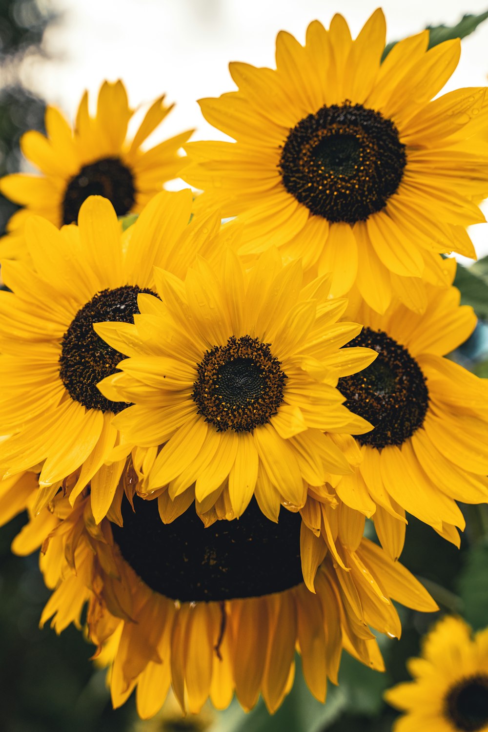 ein Strauß Sonnenblumen, die sich in einer Vase befinden