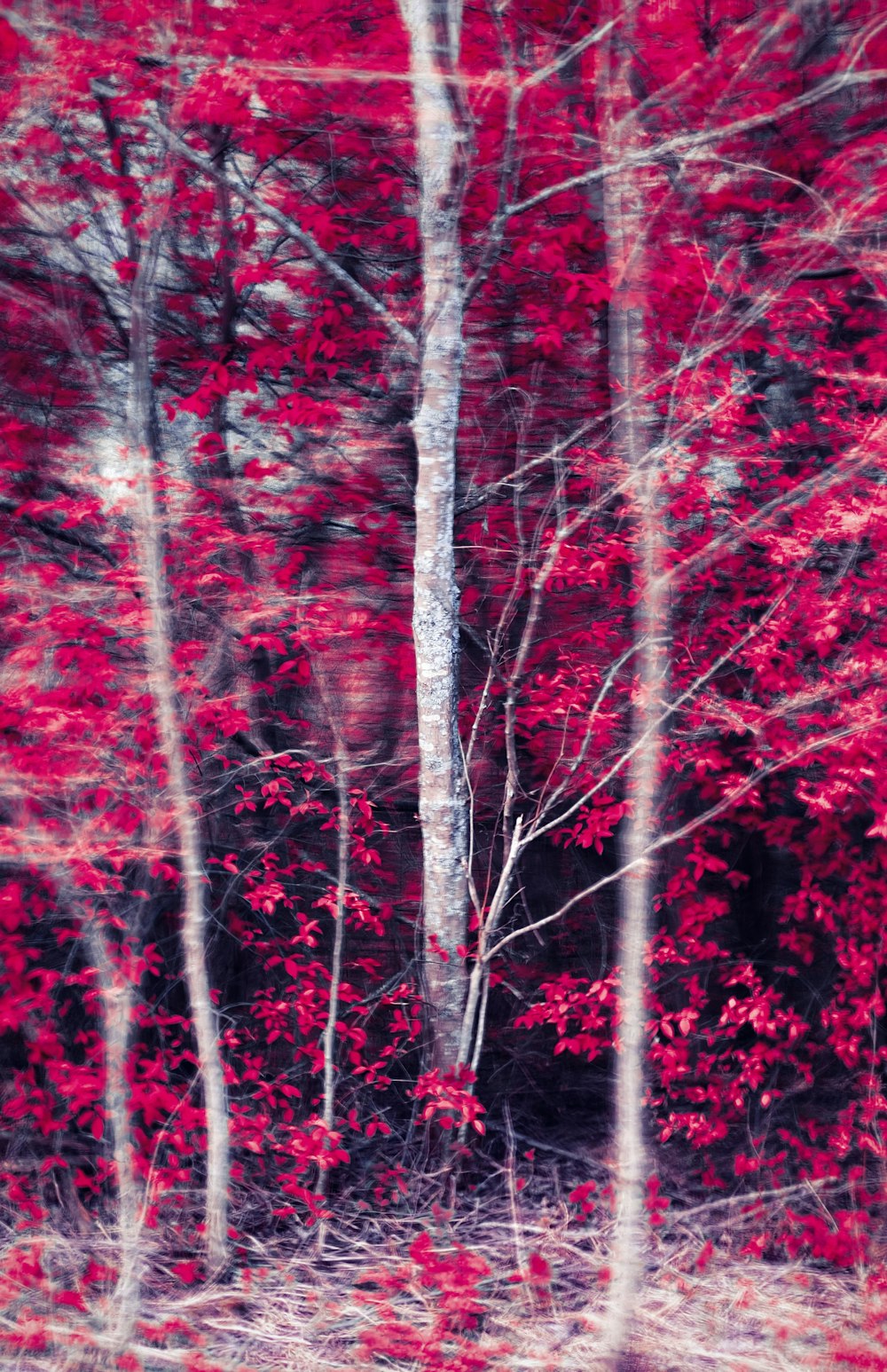 a forest filled with lots of trees covered in red leaves