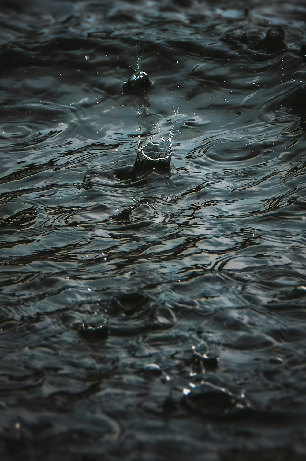 a close up of a bird in the water