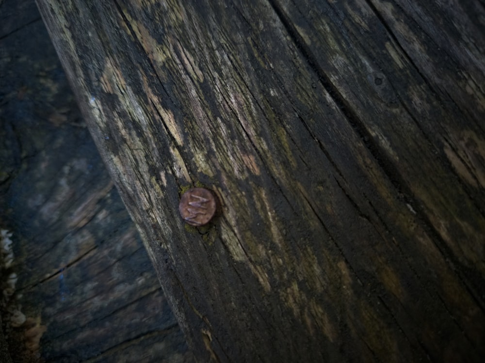 a piece of wood with a small brown object on it