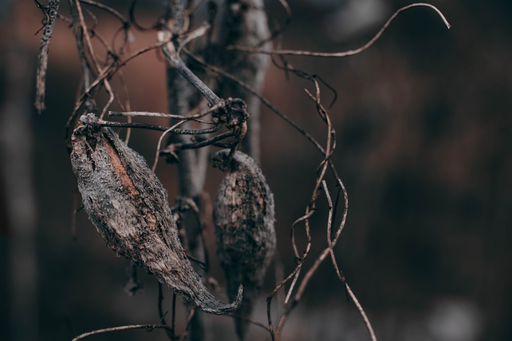 a close up of a tree with no leaves