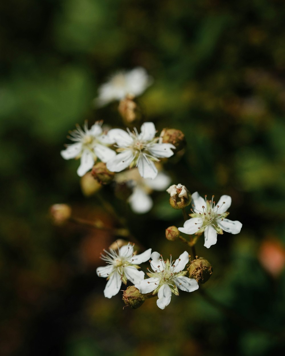 a bunch of white flowers that are in the grass