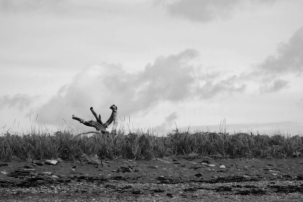 a black and white photo of a person in a field