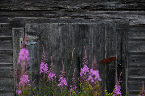 An old barn door with peeling paint, surrounded by wildflowers and soft shadows.