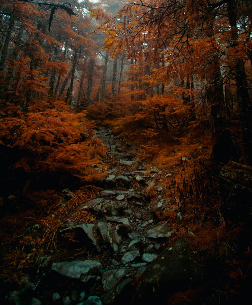 Un sentiero attraverso un bosco con molti alberi