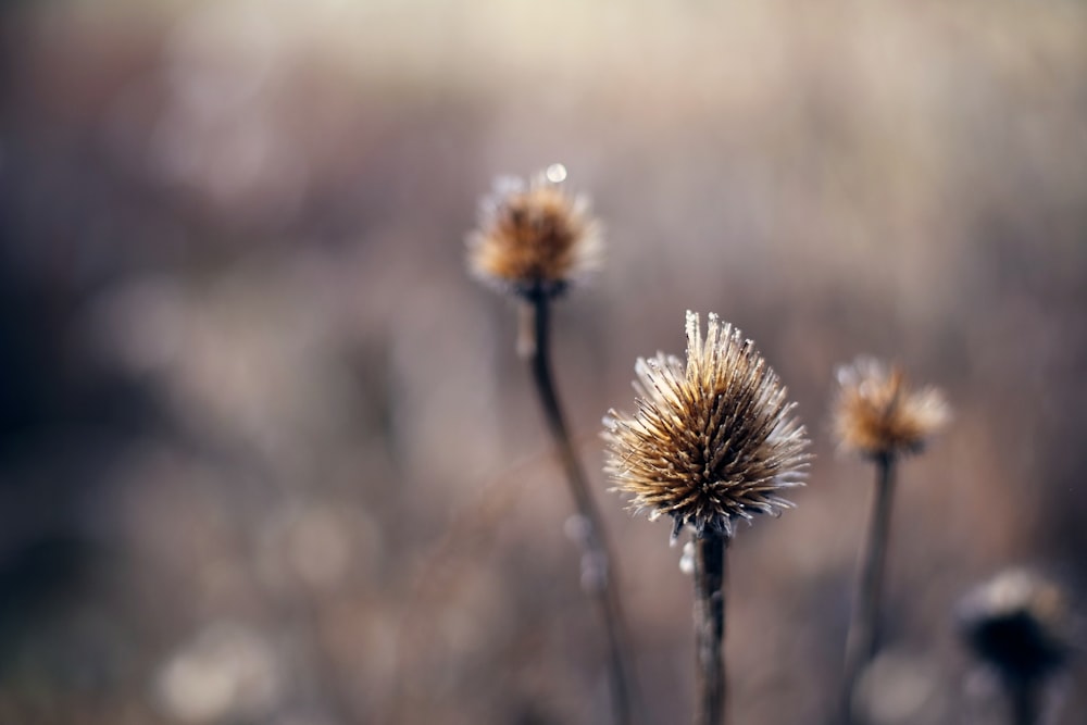 a close up of a bunch of flowers with a blurry background