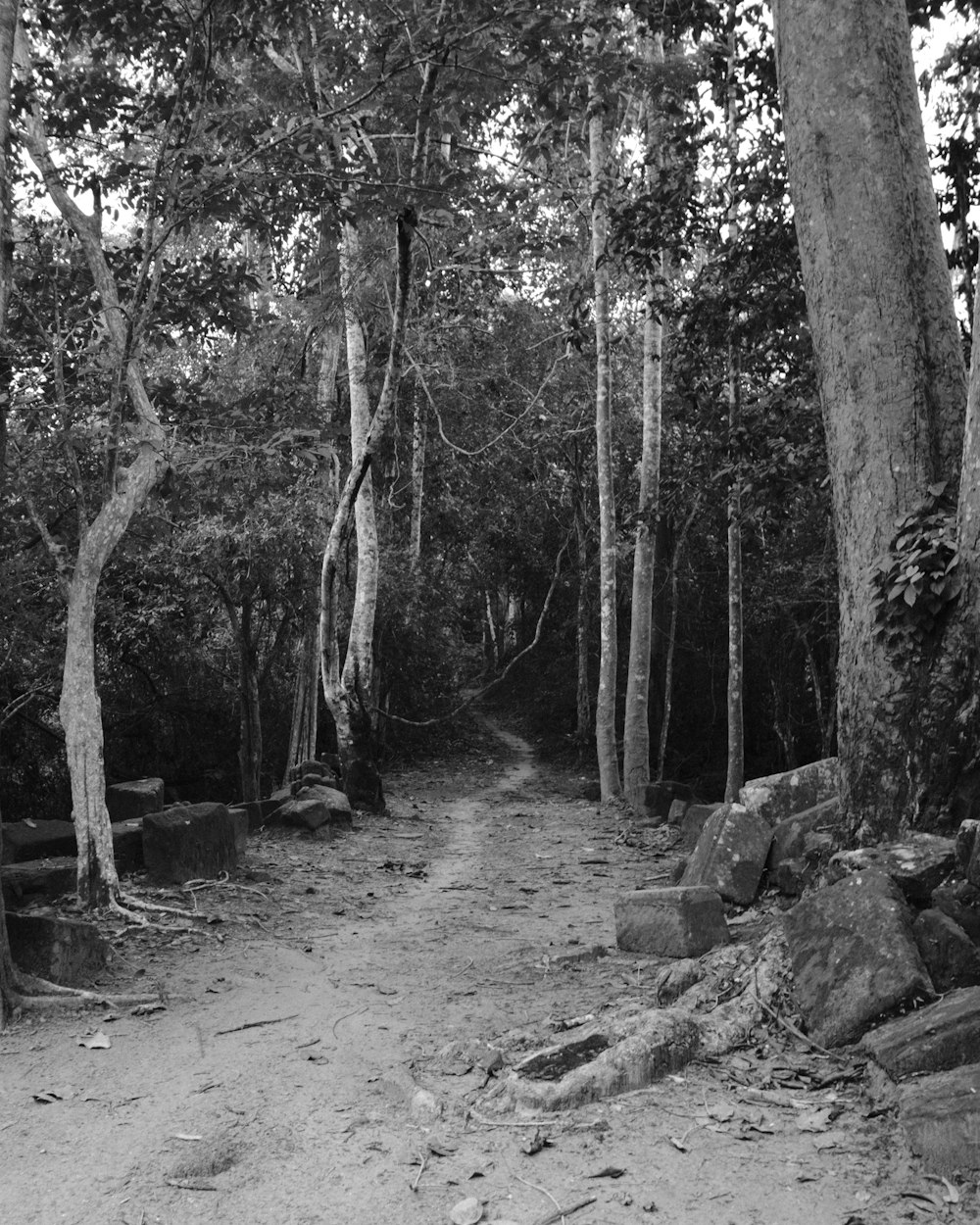 a black and white photo of a path in the woods