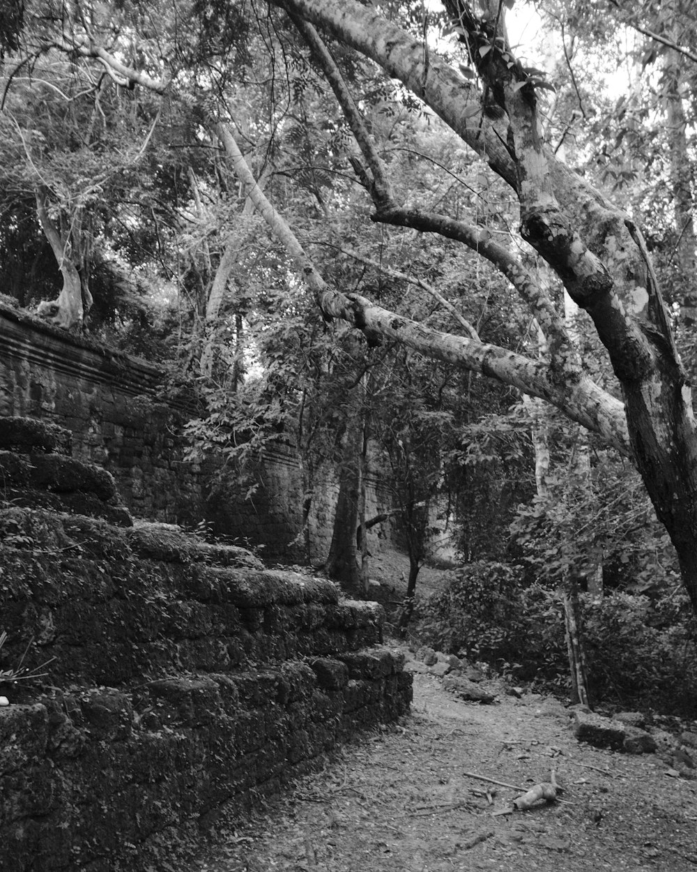 a black and white photo of a path in the woods