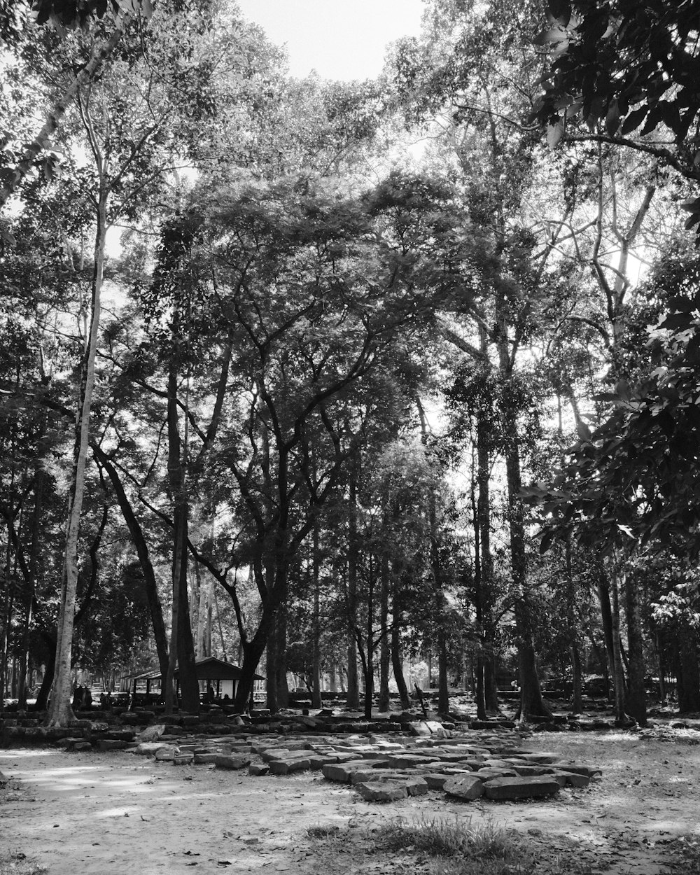 a black and white photo of a forest