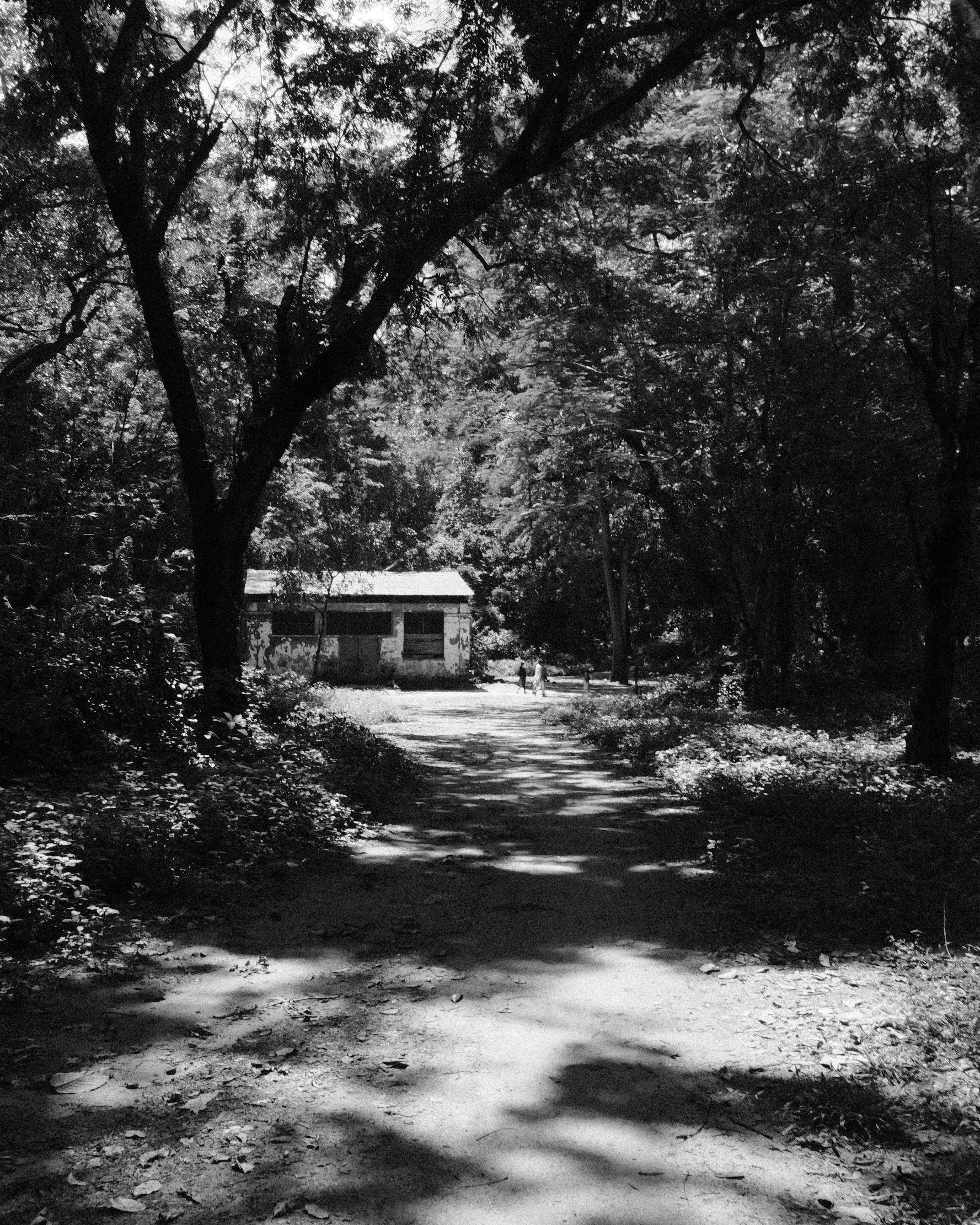 Une photo en noir et blanc d’une maison dans les bois photo Photo
