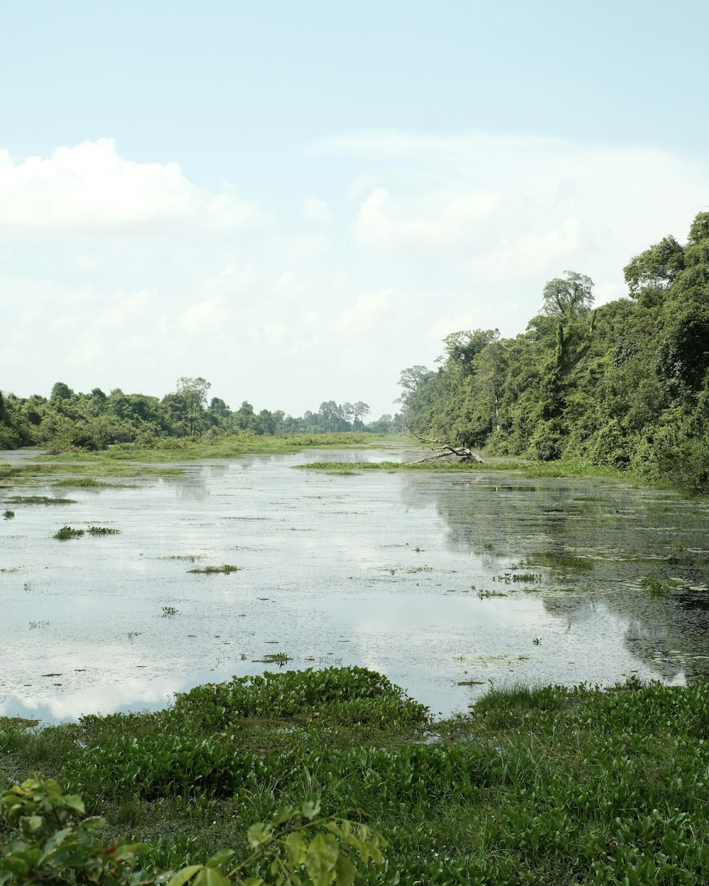 a body of water surrounded by lush green trees