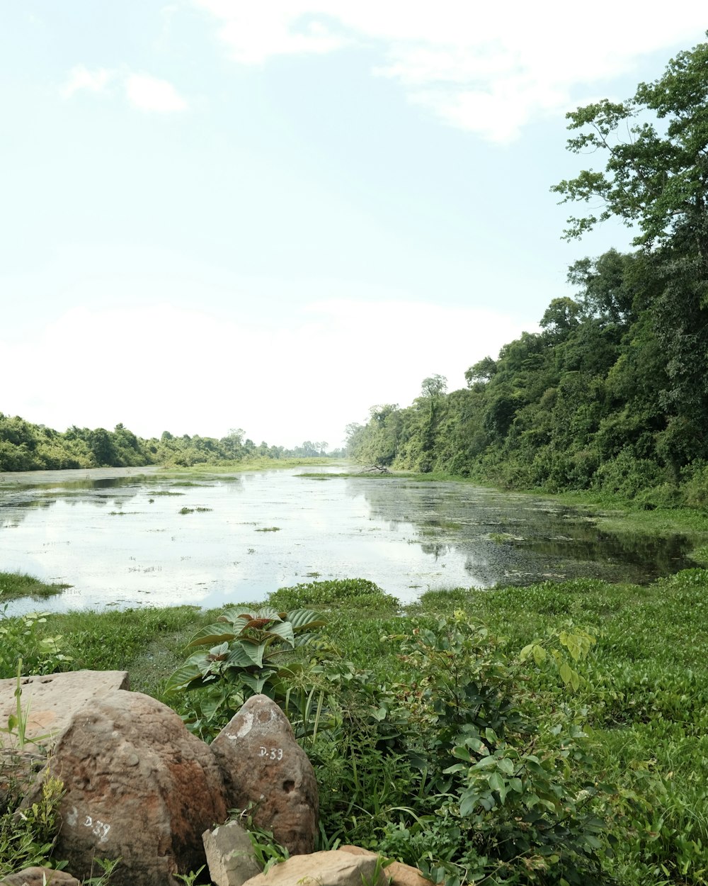 a body of water surrounded by lush green trees