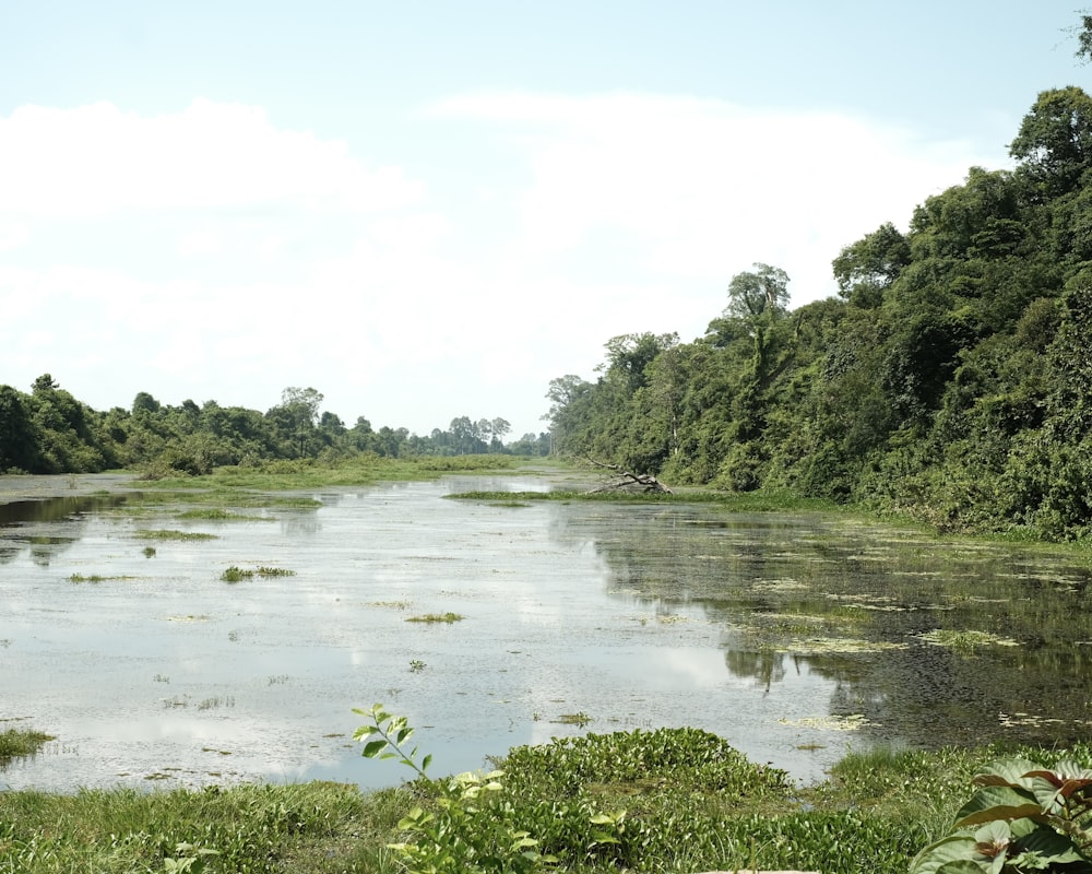 a body of water surrounded by lush green trees