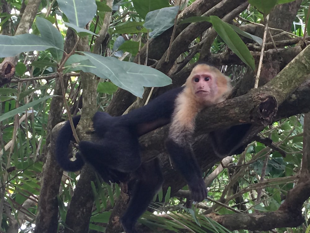 a monkey sitting on a tree branch in a forest