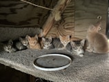 Several kittens are lying closely together on a textured surface inside a wooden structure. The kittens have various fur colors, mostly shades of orange and grey, and appear to be gazing towards the camera. A round, dirty white plate is placed in front of them.