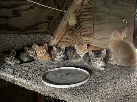 Several kittens are lying closely together on a textured surface inside a wooden structure. The kittens have various fur colors, mostly shades of orange and grey, and appear to be gazing towards the camera. A round, dirty white plate is placed in front of them.