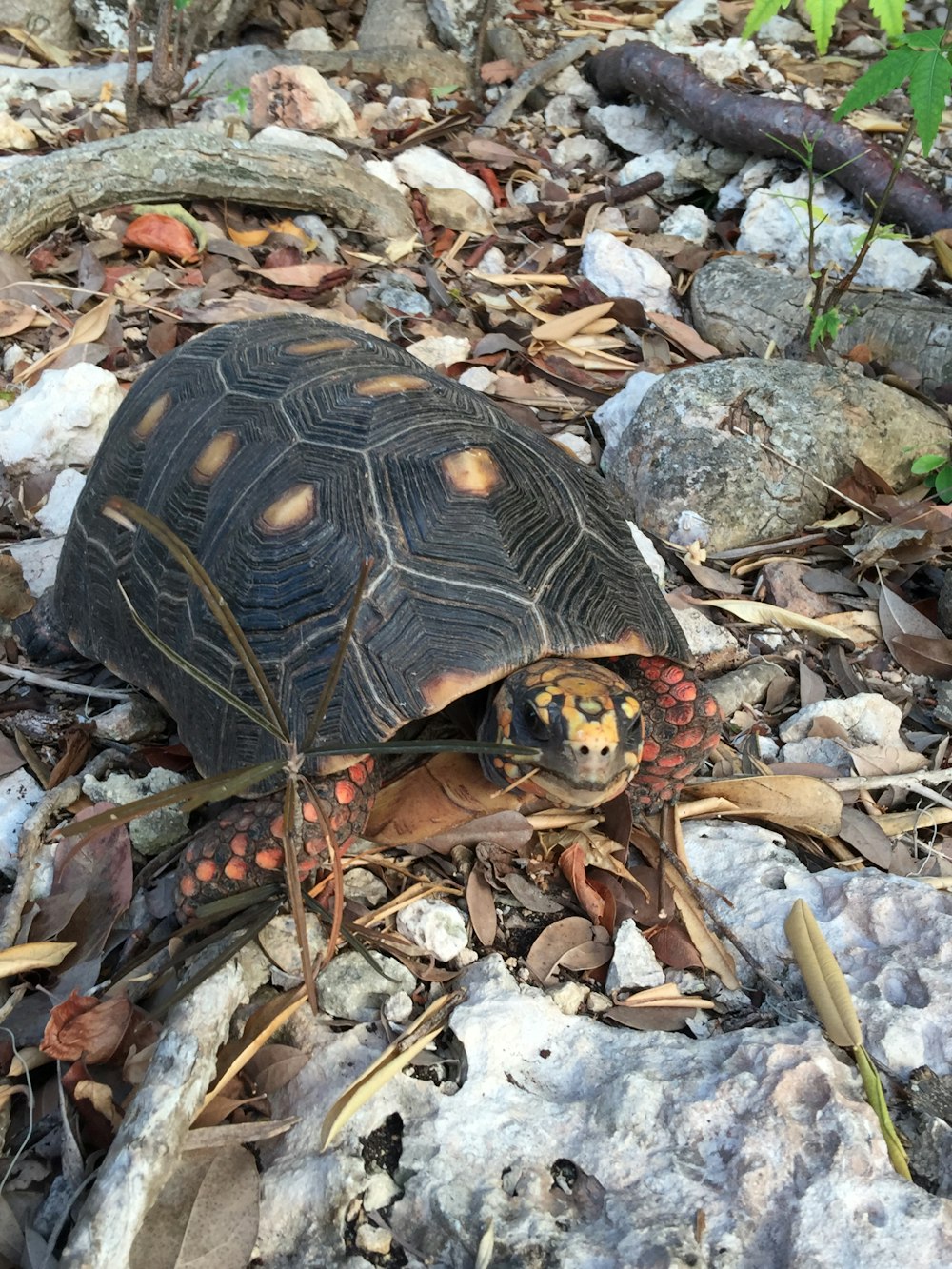 a tortoise crawling on the ground in a forest