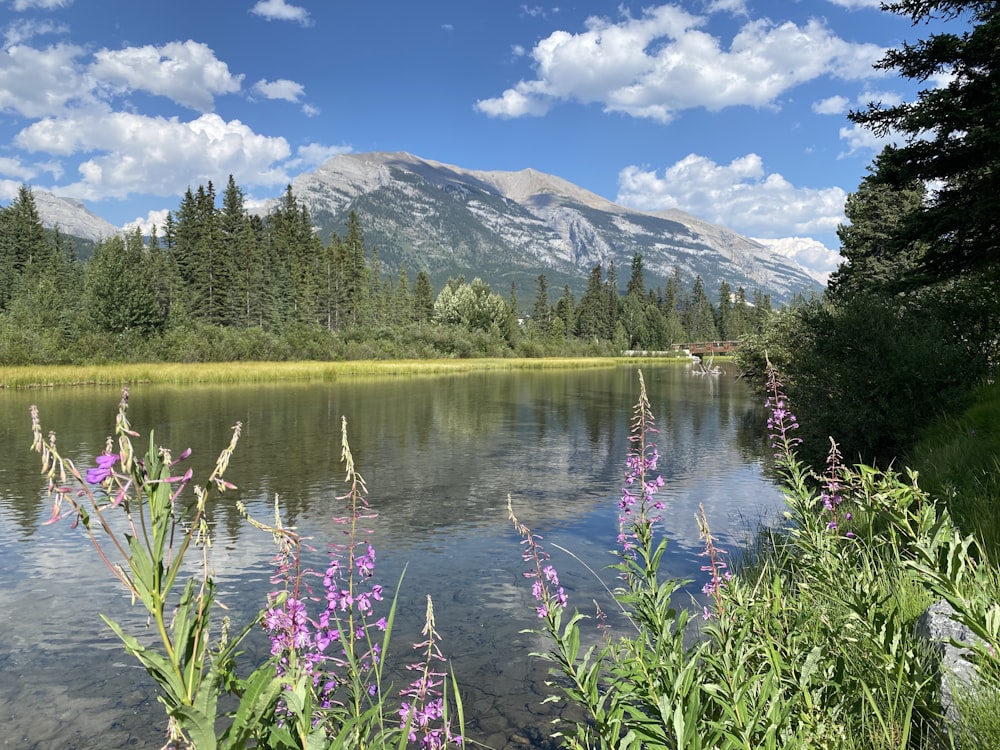 a lake with purple flowers in the foreground and a mountain in the background