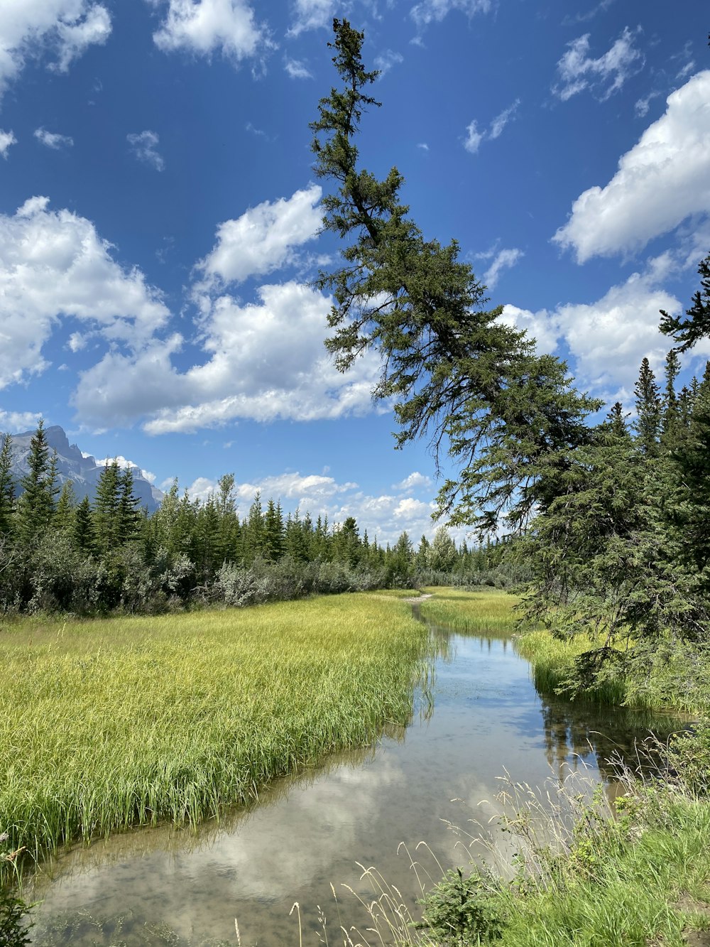 a river running through a lush green forest