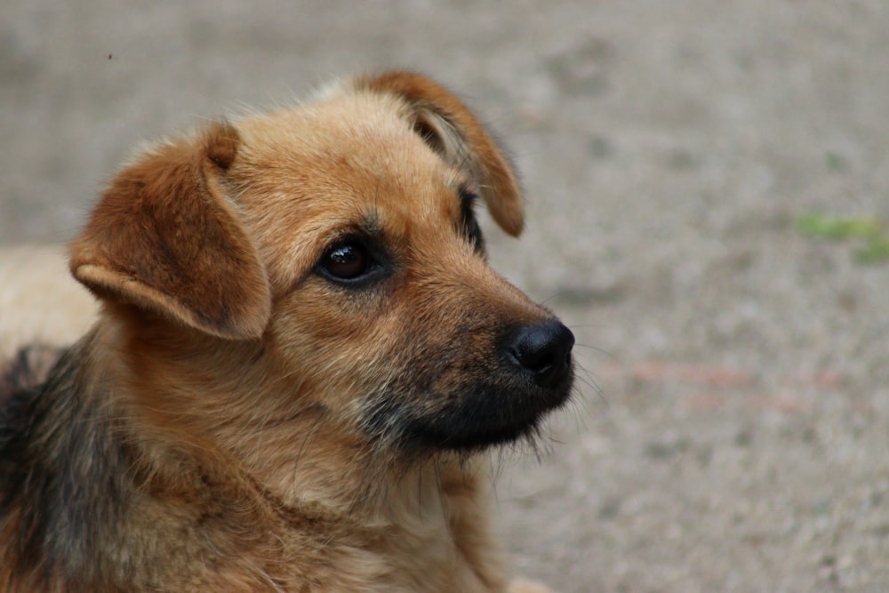 a brown dog laying on top of a cement ground