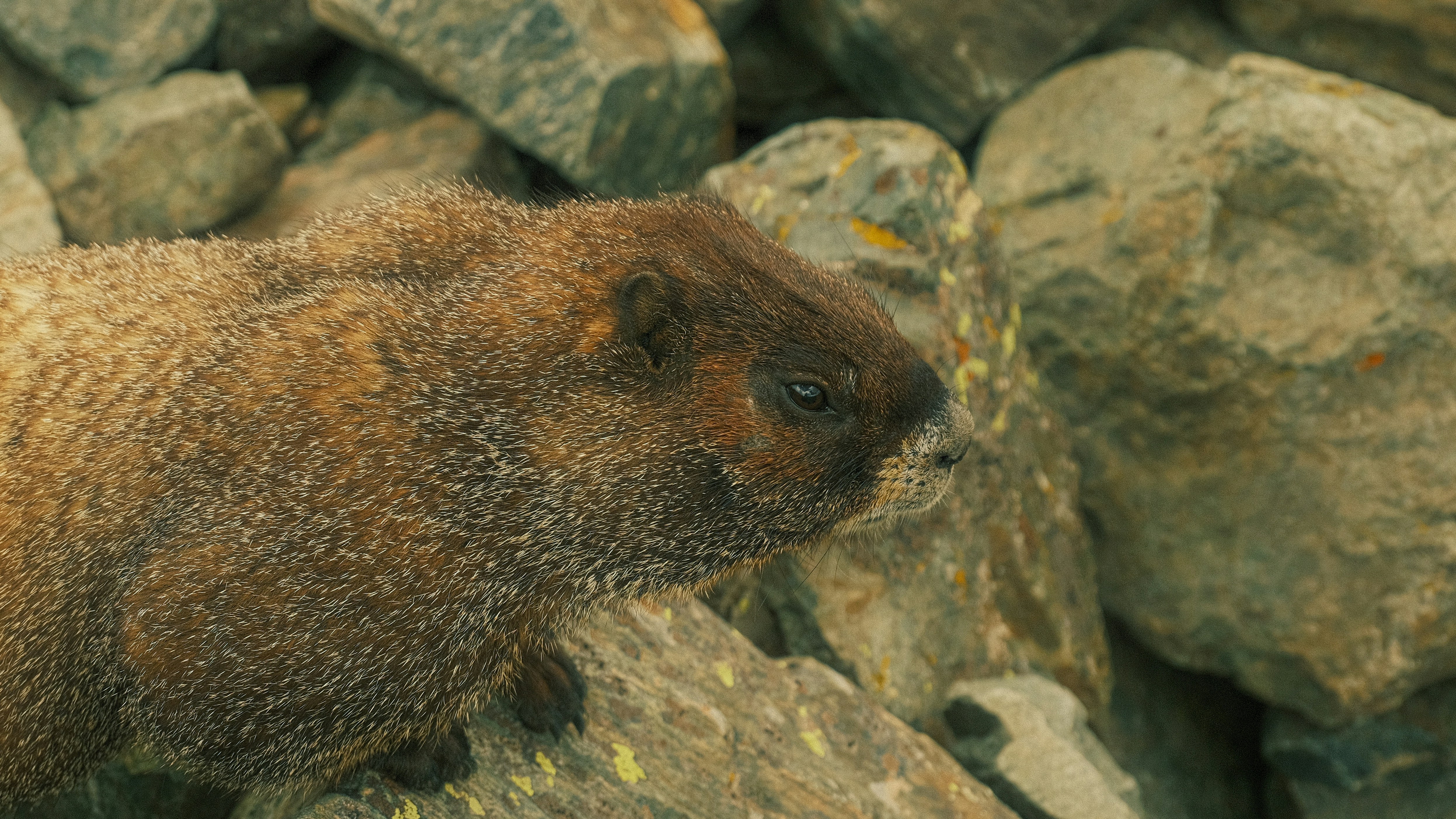 Photo by maxmeadowcroft