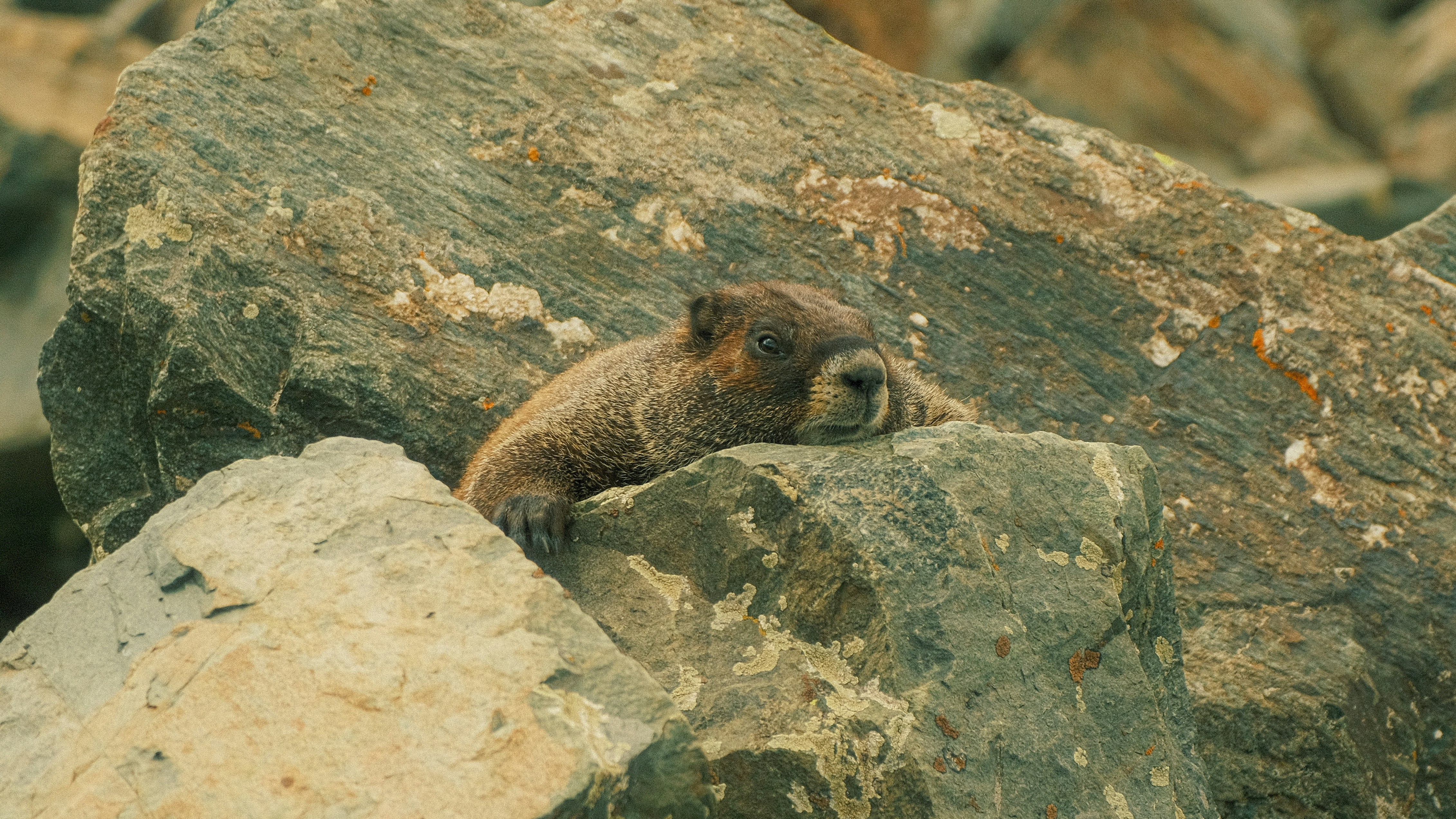 a small animal sitting on top of a large rock, 