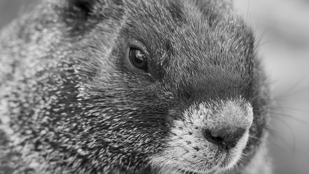 a black and white photo of a furry animal,