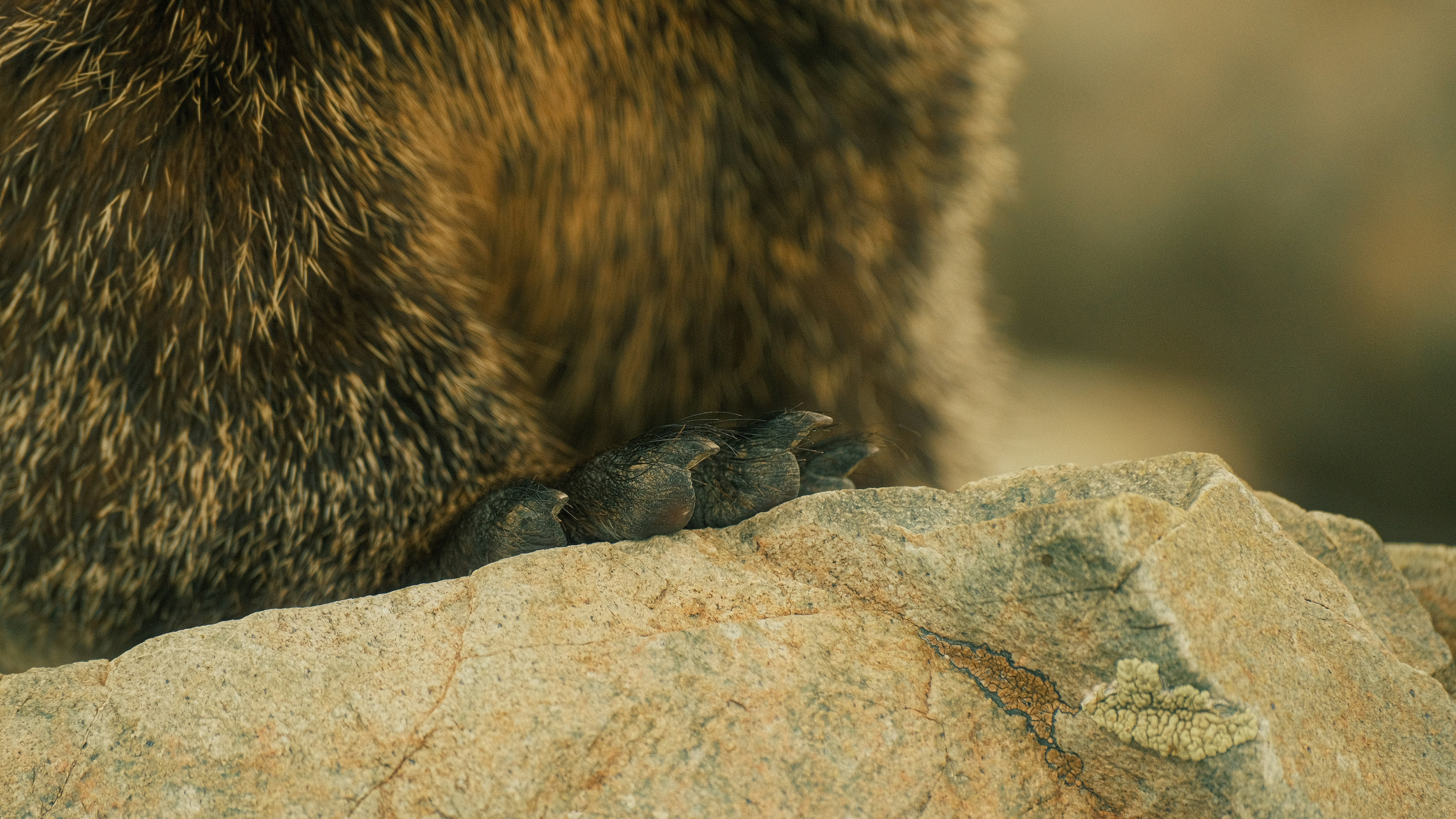 a small bird sitting on top of a large rock, 