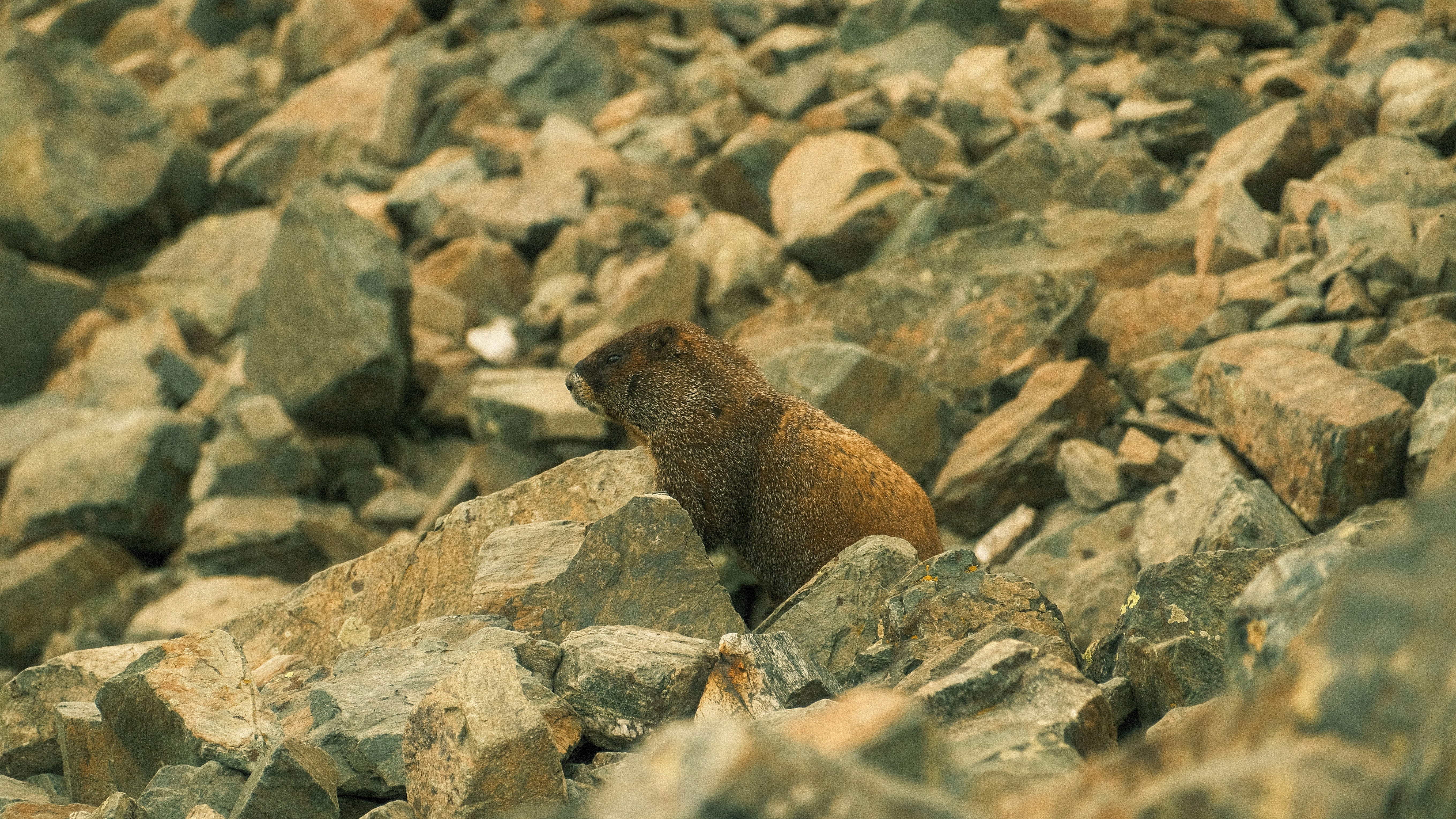 Photo by maxmeadowcroft