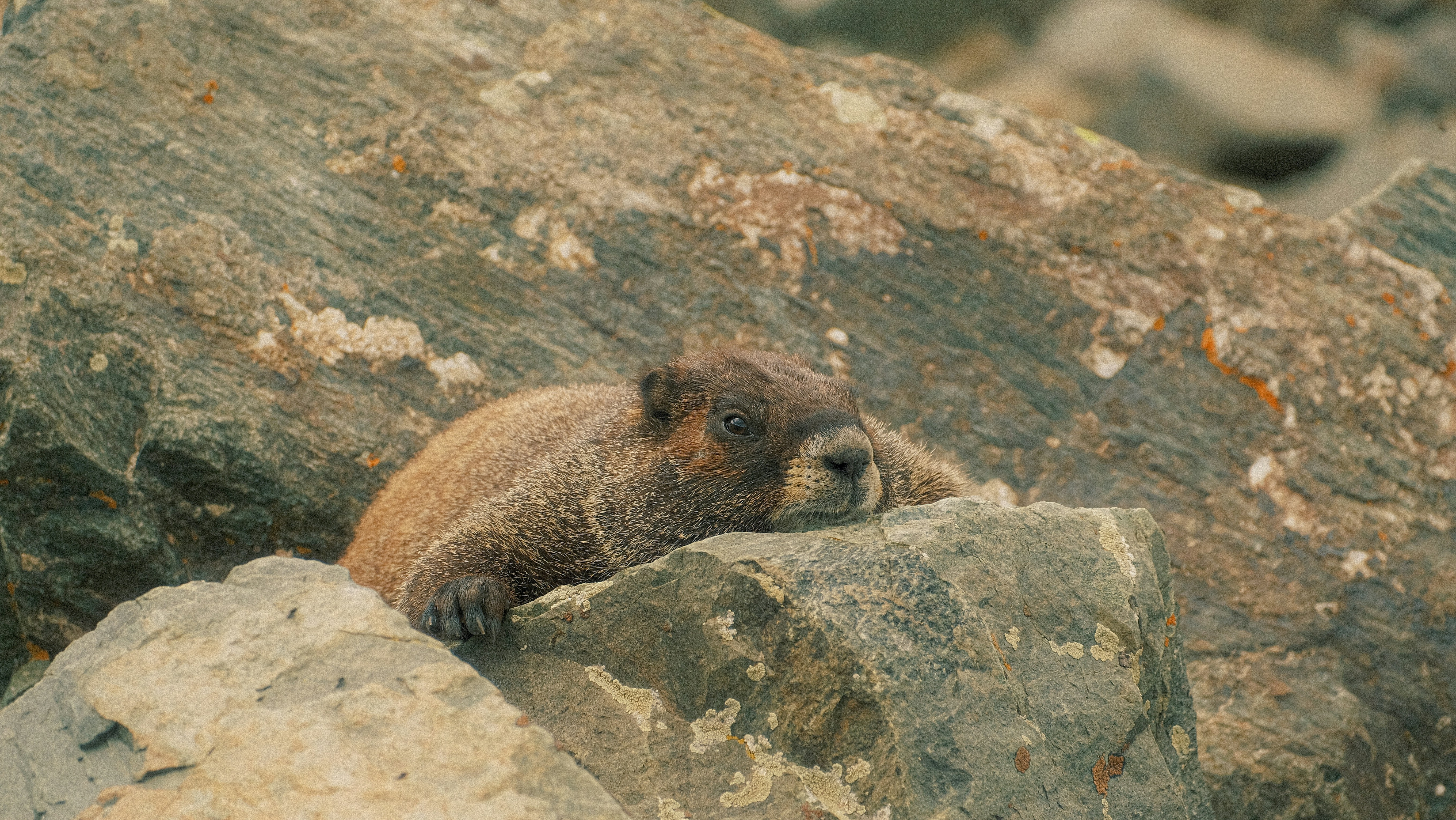 a brown bear sitting on top of a large rock, 