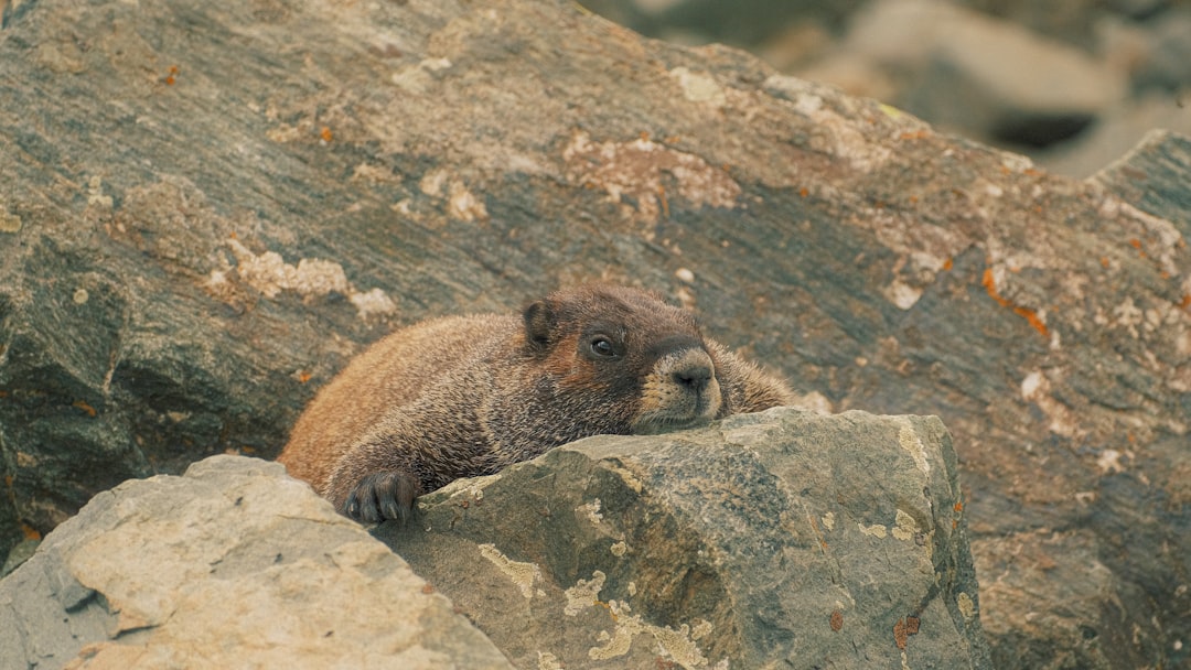 a brown bear sitting on top of a large rock,