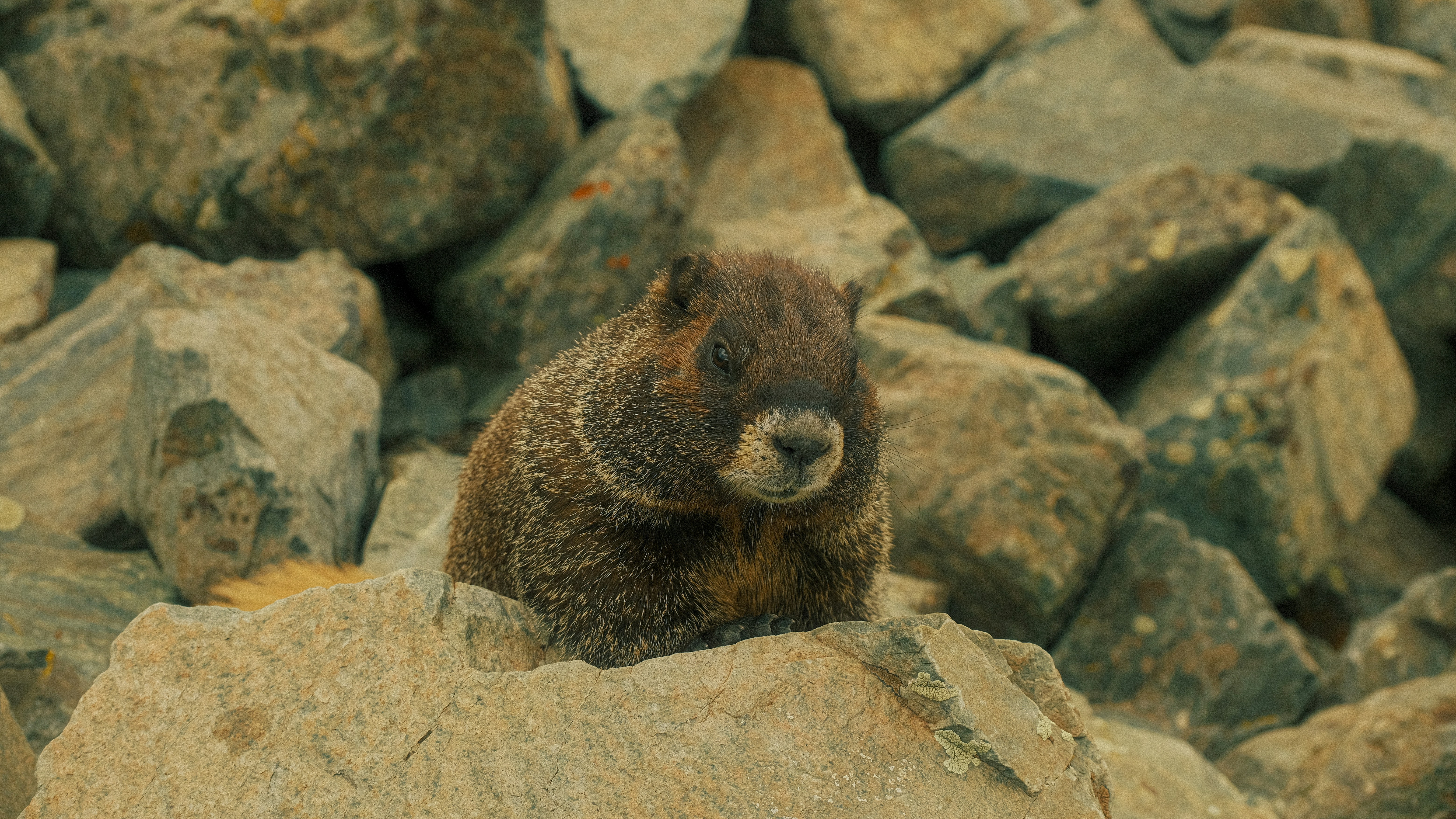 a small animal sitting on top of a pile of rocks, 