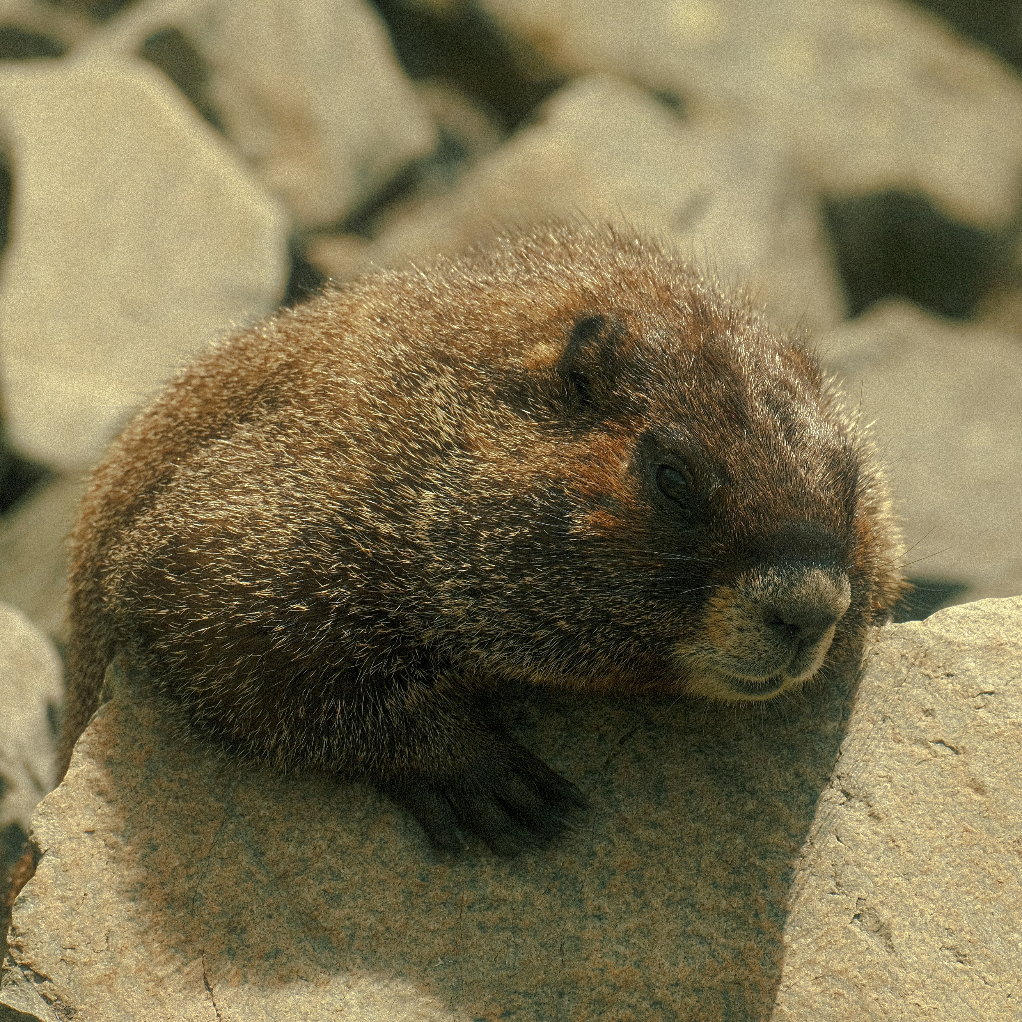 Photo by maxmeadowcroft