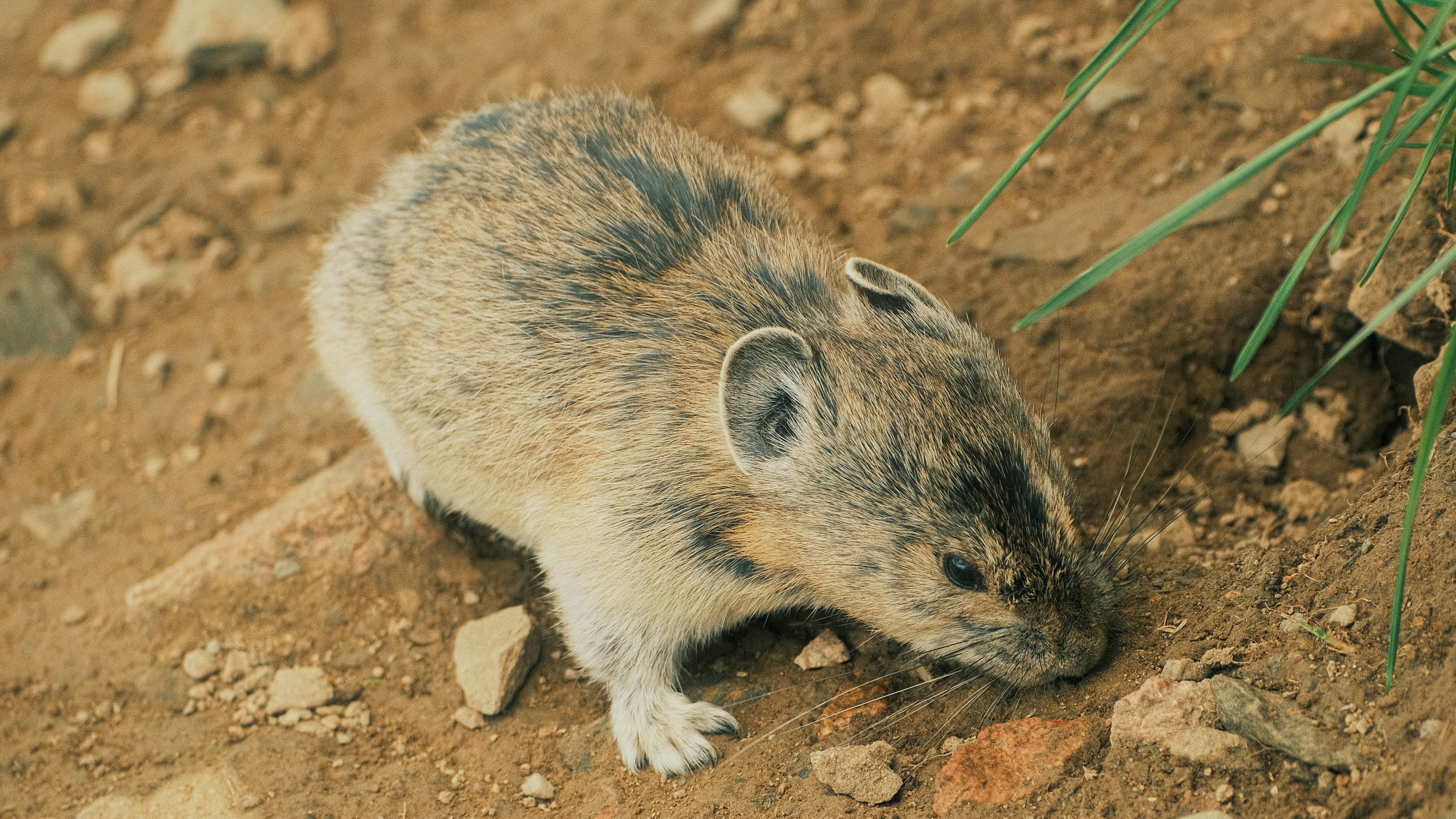 Intersex in Mammals: Rare but Real (image credits: unsplash)