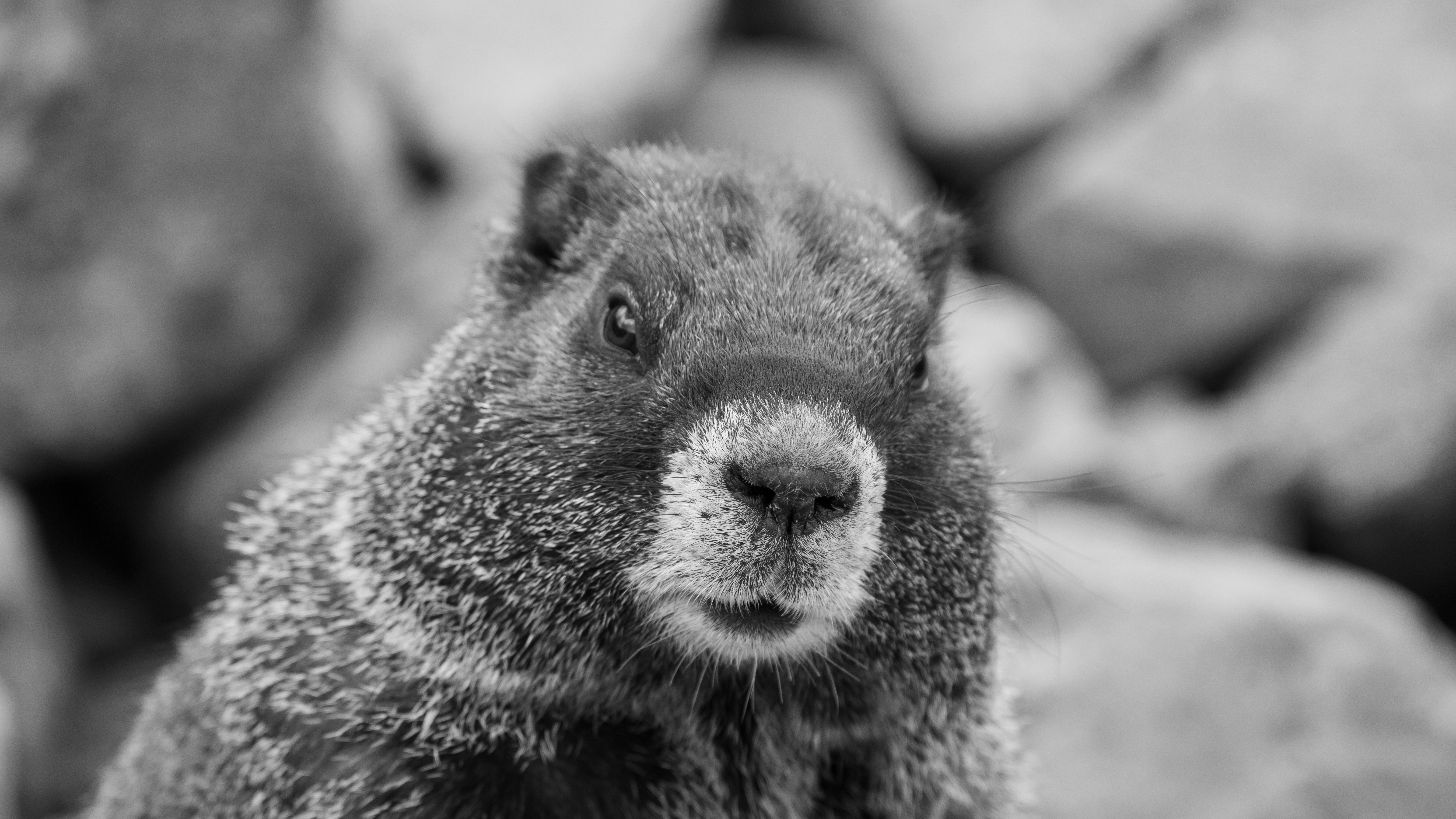 a black and white photo of a groundhog