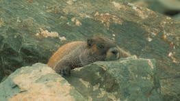 A groundhog is resting atop a large rock with another rock in the foreground, surrounded by a rocky terrain.