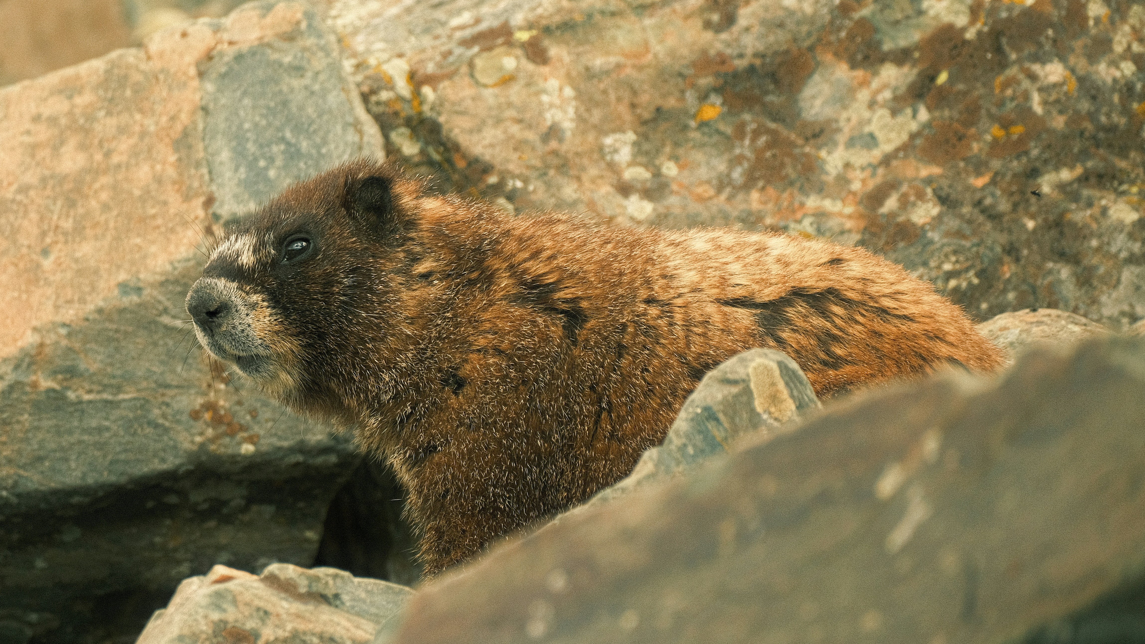 a close up of a animal near some rocks, 